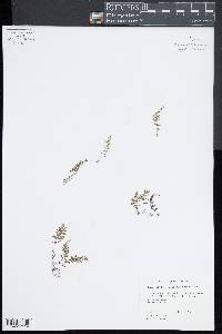 Hymenophyllum peltatum image