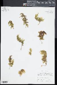 Hymenophyllum recurvum image