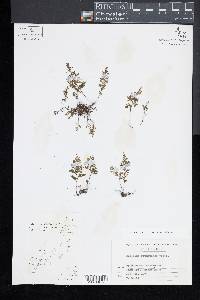 Hymenophyllum riukiuense image
