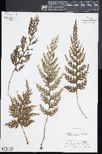 Hymenophyllum scabrum image