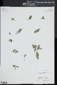 Vandenboschia boschiana image