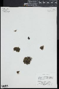 Trichomanes petersii image