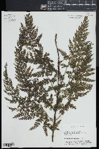 Trichomanes radicans image