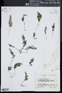 Trichomanes radicans image