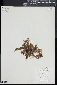 Trichomanes radicans image