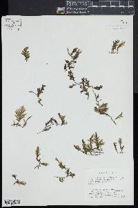 Trichomanes reptans image