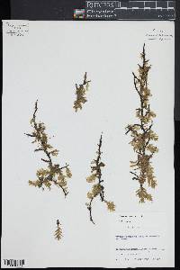 Trichomanes reptans image