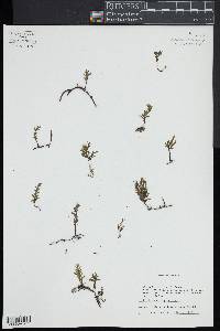 Trichomanes reptans image