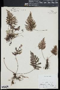 Trichomanes rigidum image