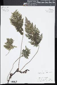 Vandenboschia speciosa image