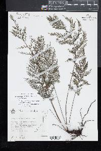 Crepidomanes thysanostomum image