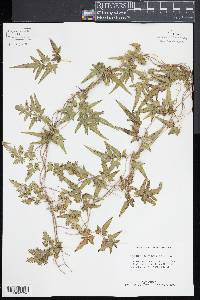 Lygodium japonicum image