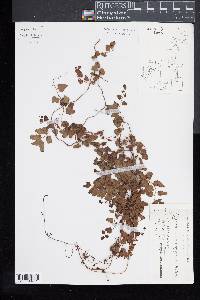 Lygodium microphyllum image