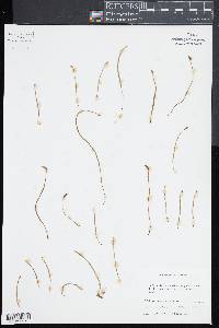 Schizaea rupestris image