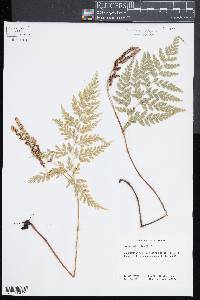 Anemia adiantifolia image