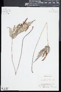 Anemia adiantifolia image