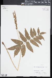 Anemia phyllitidis image