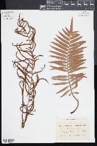Plagiogyria glauca image