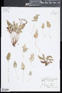 Cryptogramma acrostichoides image