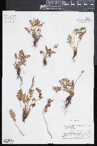 Cryptogramma acrostichoides image