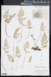 Cryptogramma stelleri image