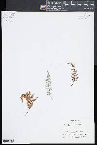 Myriopteris alabamensis image