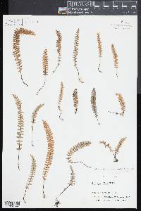 Myriopteris aurea image