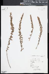 Myriopteris aurea image