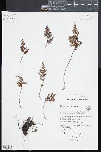 Gaga chaerophylla image