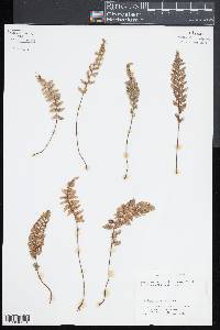Myriopteris rufa image