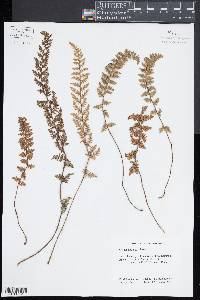 Myriopteris rufa image