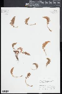 Cheilanthes incarum image