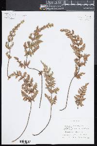 Myriopteris longipila image