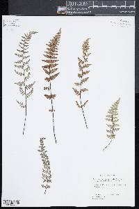 Myriopteris fimbriata image