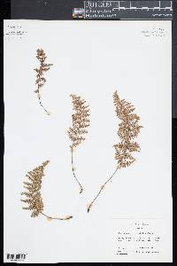 Myriopteris myriophylla image