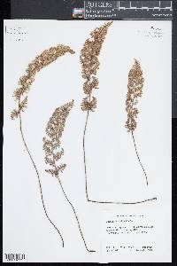 Myriopteris myriophylla image