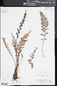 Myriopteris tomentosa image