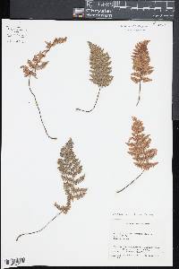 Myriopteris windhamii image