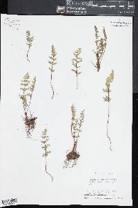 Myriopteris wrightii image