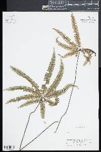 Adiantopsis radiata image