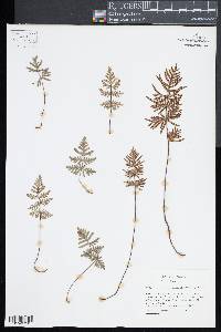 Mildella intramarginalis image
