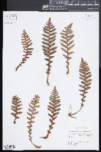 Notholaena brachypus image