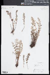 Notholaena grayi image