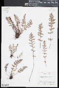 Notholaena grayi image