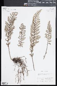 Notholaena schaffneri image