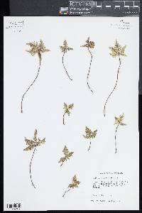 Notholaena standleyi image