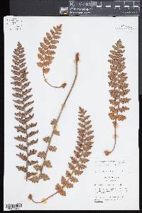 Astrolepis laevis image