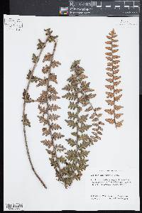 Astrolepis laevis image