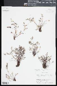 Argyrochosma dealbata image