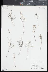 Argyrochosma microphylla image